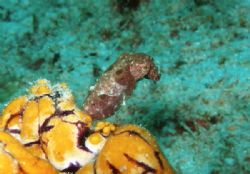 Baby cuttlefish off Kapalai by Alex Lim 